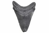 Fossil Megalodon Tooth - South Carolina #358967-1